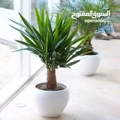  5 زينه شجره يوكا داخلي وخارجي