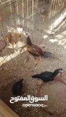  15 دجاج بكستاني