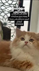  1 قط شيرازي بيور