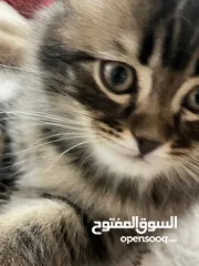  15 للبيع قطط عمر شهرين 2 سكوتش  1 بريتش 1 شانشيلا مكس بريتش