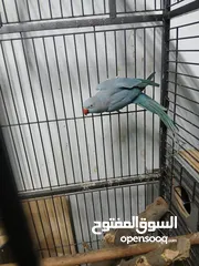  2 جوز دره طيرة زرقه متكلمه وموالفه وفحلها أخضر بداية كلام  او للبدل