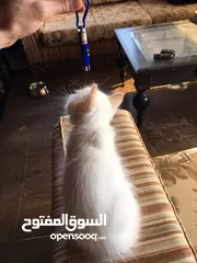  24 قطط سيبيري / قطط للبيع Cats / kittens / Siberian cat