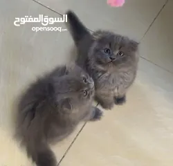  2 قطه سكوتش للبيع