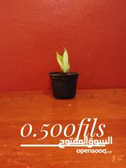  7 Air cleaning indoor plant for sale