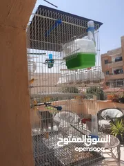  1 عصافير كنار