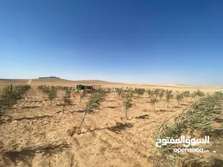  19 مزرعه زيتون