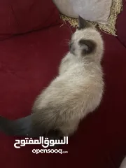  6 قطة هملايا انثى العمر شهرين للبيع