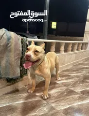  2 اميركان بولي