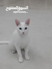  5 قطة بيضاء نوع Turkish angora  لون العيون ازرق  التطعيمات كاملة مع جواز سفر