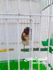  2 4فحول حسون