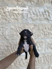  2 جراوي بيتبول نادرة جدا