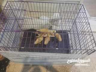  2 قفص حجم كبير يصلح للقطط اوالكلاب  او طيور