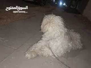  4 كلب مالتيز