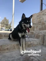  2 الكلاب الهاسكي مدرب