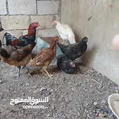  1 دجاج لوهمان عدد 7 دجاجات وديكين دجاج باكستاني  الدجاجات بياضات عدد 6 ديك باكستاني شرس مقاتل يهاجم