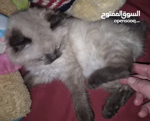  29 بريتش ريد اطراف قصيره لون اشقر شعر طويل وهمالايا تشوكلت بلو بوينت شعر طويل العمر شهرين ونص