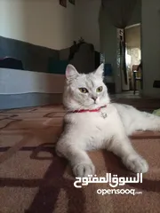  2 سكوتش ميكس بريتش