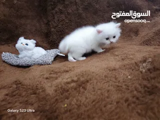  3 Persian kitty female