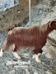  3 للبيع حلال طيب