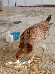  3 دجاج بحاله جيده للبيع