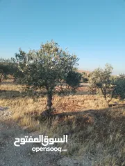  3 مزرعه مساحه 3400 م للبيع مفروز قوشان مستقل رحاب بالقرب من طريق اربد الزرقاء واصل جميع الخدمات