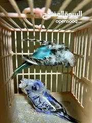  6 كوم طيور حب هوجو شغاله