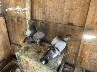  10 7 حبات طيور حمام  وفراخ زواجل للبدل على كنارات او بيع بسعر حررررررق