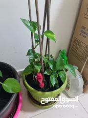  5 Money Plant and Calamansi Plant