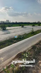  4 لاصحاب الاستثمارات والمشاريع الإنتاجية مزرعة للتمليك 15 فدان في البحيرة مركز الدلنجات