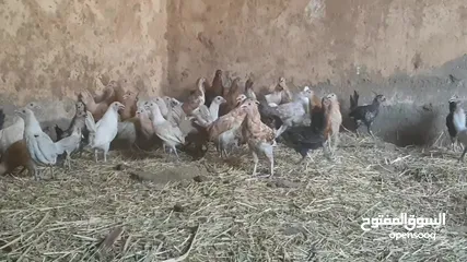  2 للبيع دجاج عماني فرنسي