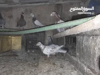  6 حمام بغدادي حوالى13 وحمام مشكل عدد20 وديوك عدد4
