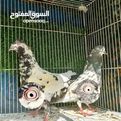  3 للبيع ازواج  حمام باكستاني