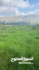  6 قطعه ارض في النصاريه