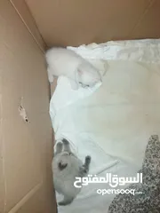  12 كتن للبيع مكس بلصلاه ع النبي جاهزات لبيتهم الجديد متعودات ع الدراي فود واللتر بوكس والبيع لغيرالتجار
