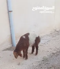  1 حلال للبيع