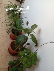  6 زريعة للبيع