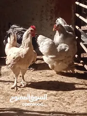  6 دجاج براهما