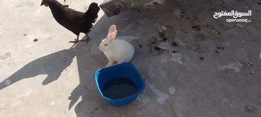  3 ارانب للبيع
