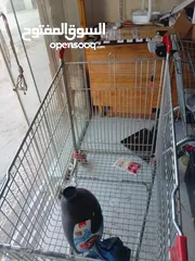  3 اسلام مضيه حلحول