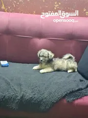  5 يا كلاب للبيع مقابل للبدل