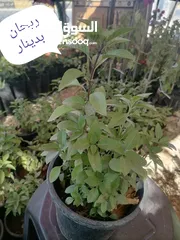  23 اشتال للبيع يتوفر اشتال منوعه وجميله