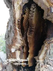  5 عسل طبيعي كردستان