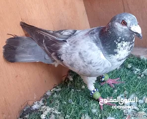  16 حمام للبيع
