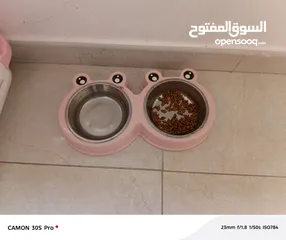  4 للبيع قط سكوتش فولد