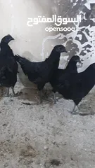  2 ايام سيماني