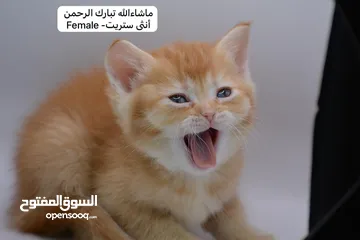  22 سكوتش كيتن فولد وستريت الوان مميزه ليلك ومشمشي وغيرها 15 كيتن