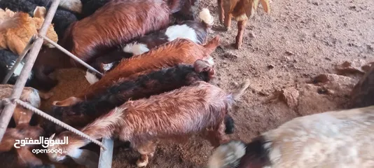 1 سخلات البيع
