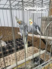  2 جوز كوكتيل شغالات