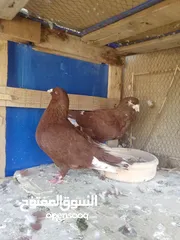  8 جواز حمام للبيع