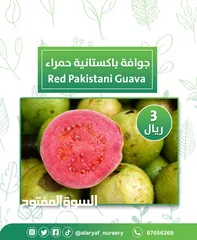  14 شتلات وأشجار الجوافة من مشتل الأرياف أسعار منافسة الأفضل في السوق  امرود کا درخت  guava